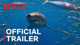 All the Sharks Video Thumbnail